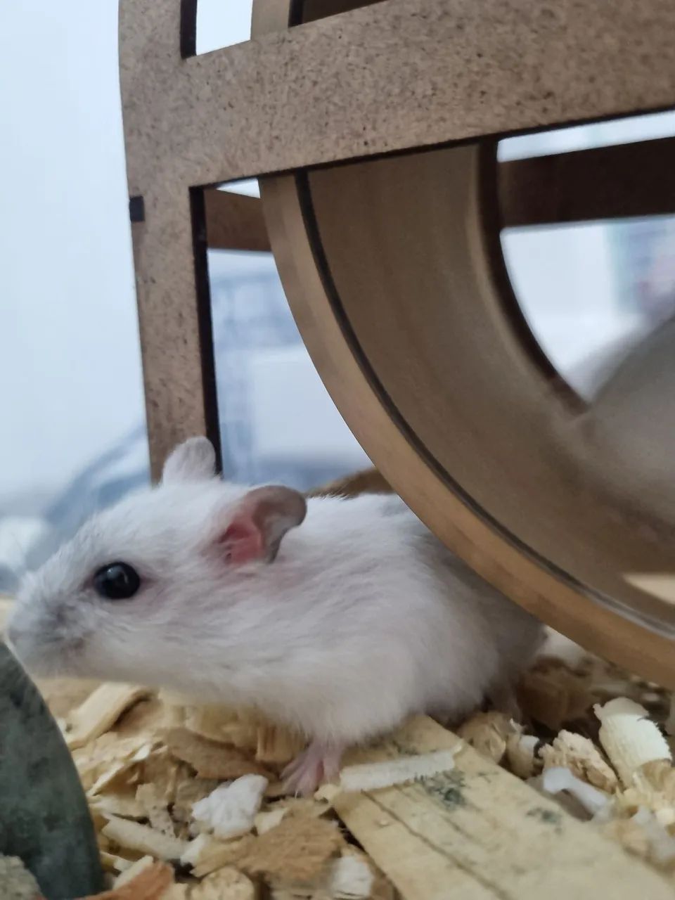 Hamster - anão russo - Foto 6