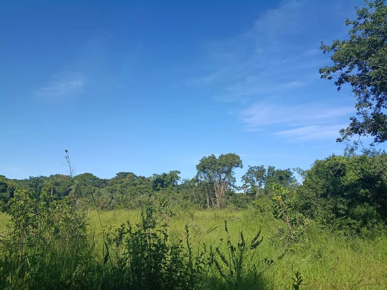 chácara 50 km Goiânia com córrego  - Foto 4