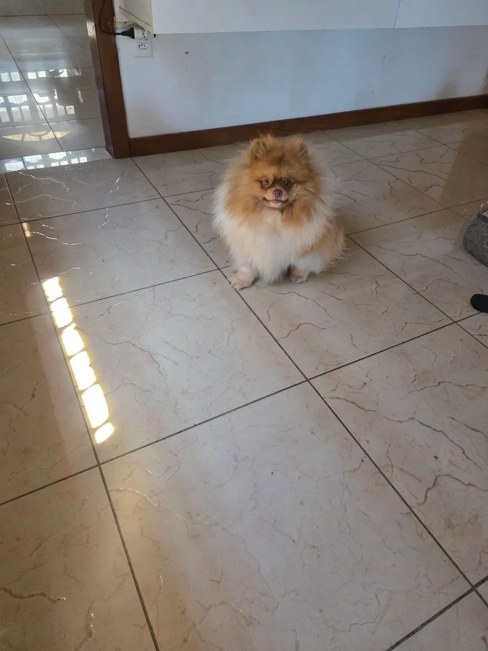 Vendo meu spitz alemão  - Foto 3
