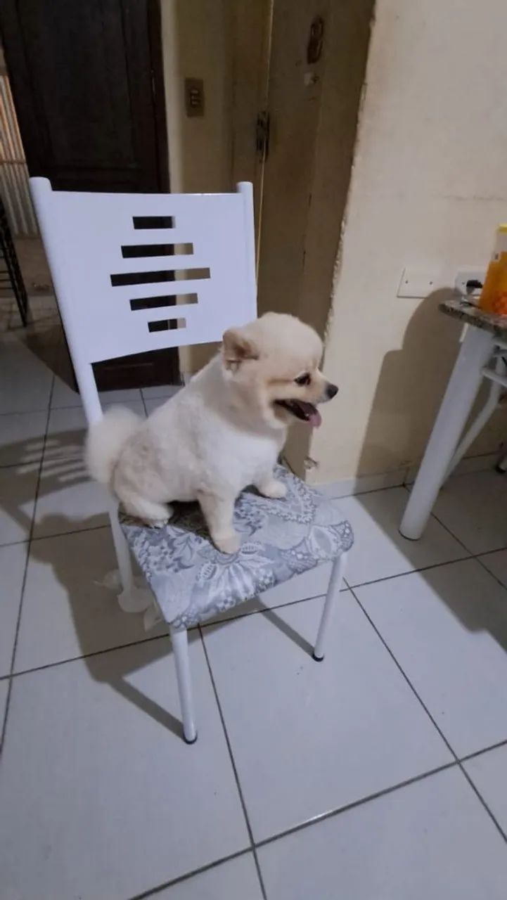 Lulu da palmeranea  - Foto 3