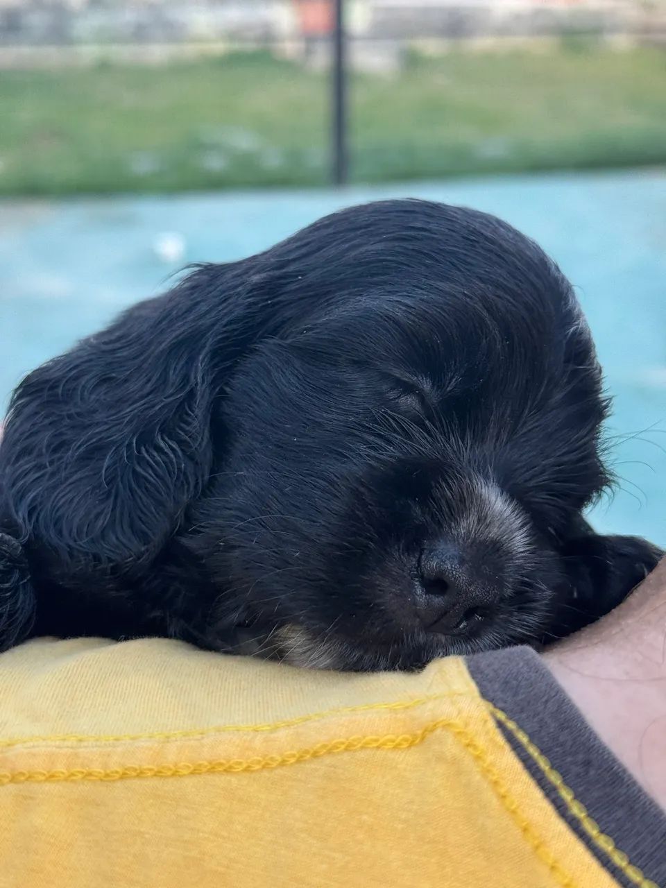 Cocker Spaniel Inglês  - Foto 5