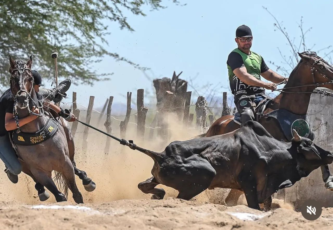 Potra Quarto de Milha Pura - Foto 5