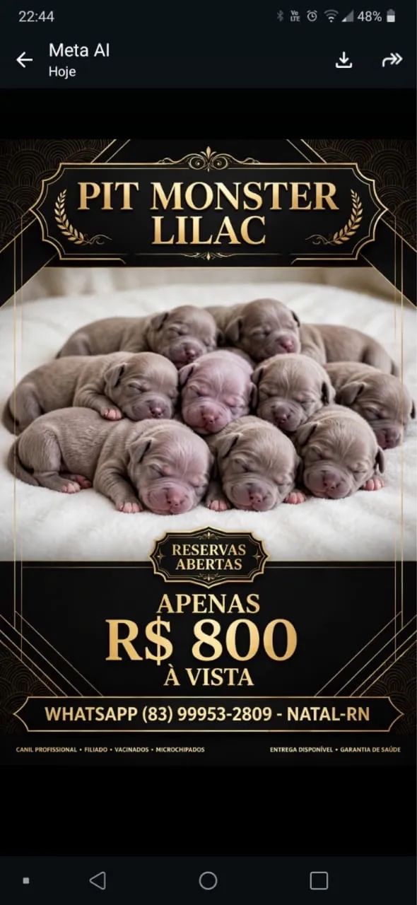 Pitbull  - Foto 3