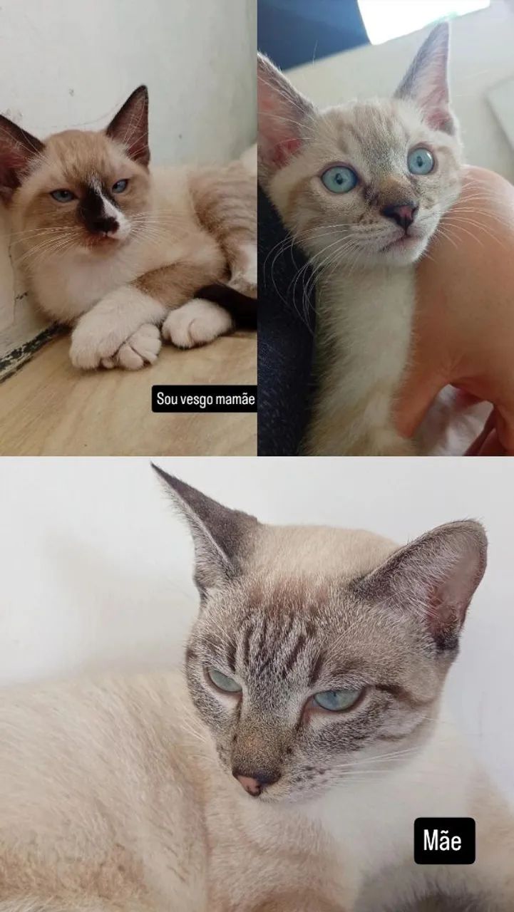 Siameses 