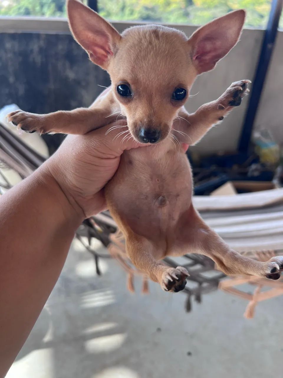 Pincher