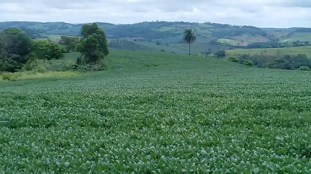 Fazenda  a venda  - Foto 5