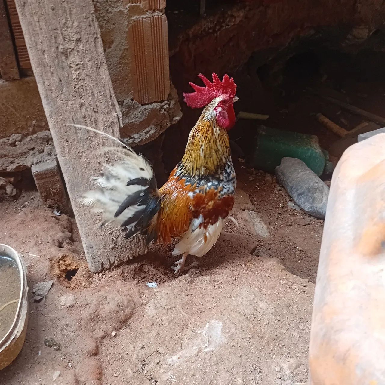 Galinha garnise  - Foto 2