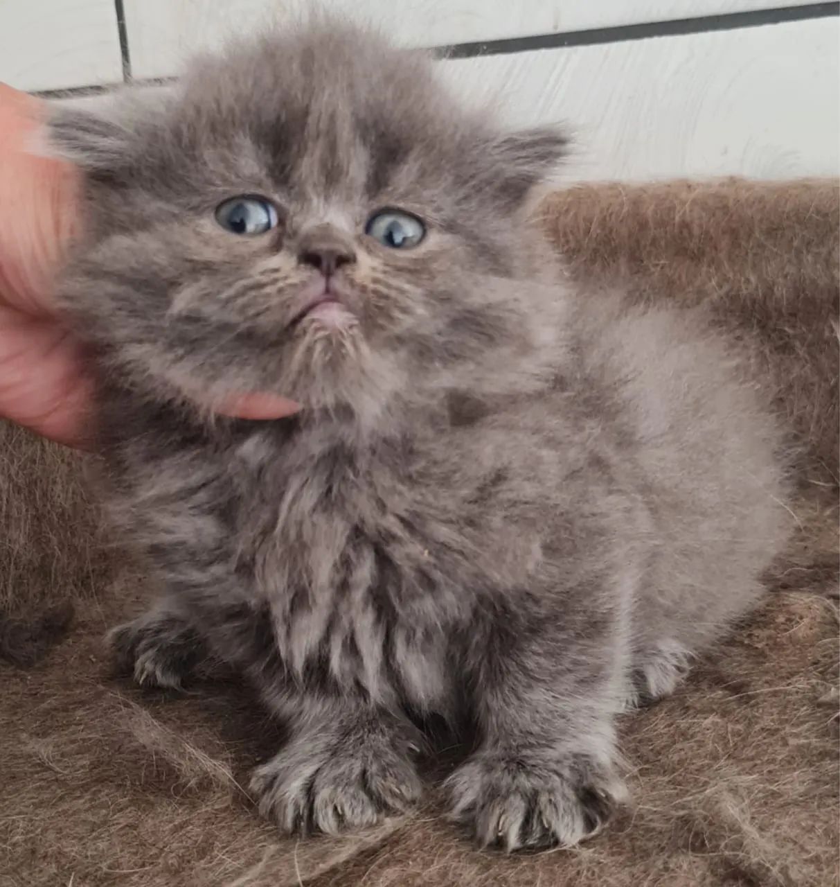 Persa ( Totalmente Puro ) - Foto 2