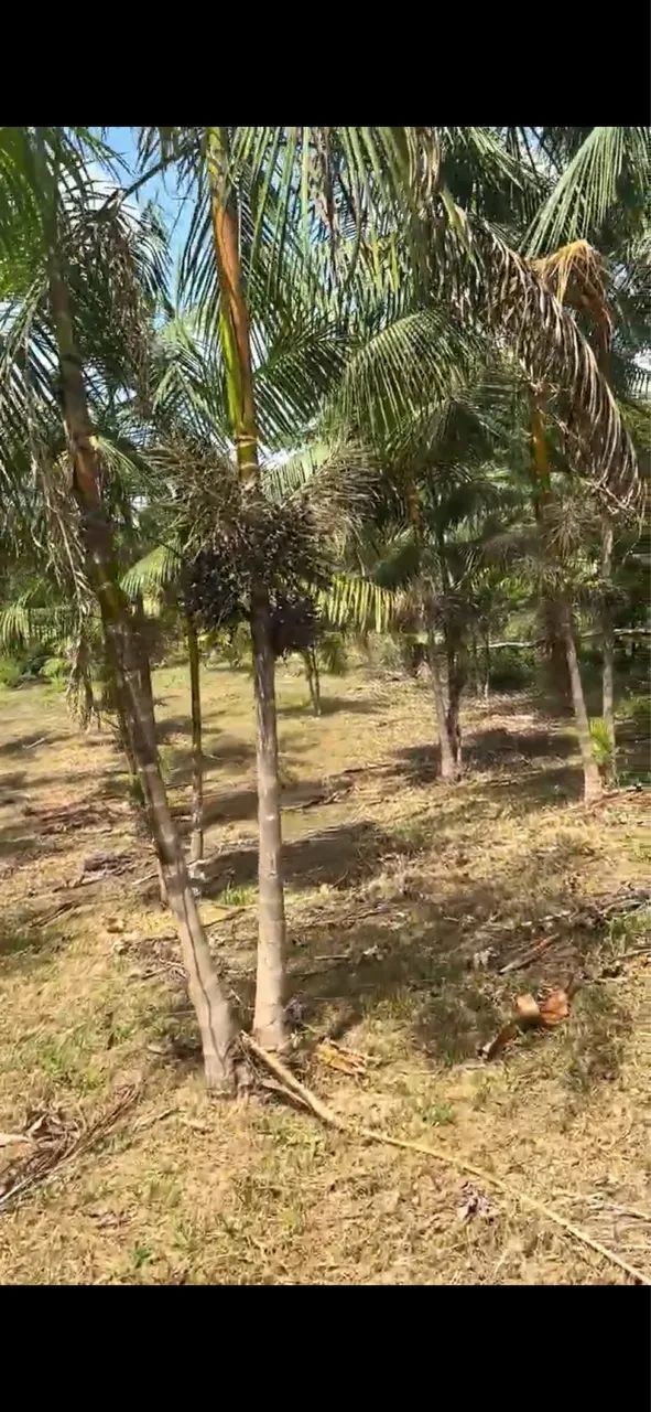 Chácara a venda 