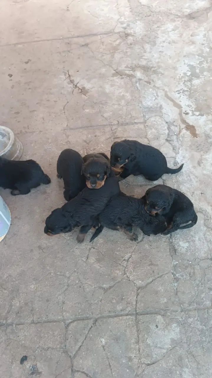 Filhotes de rottweiler  - Foto 4