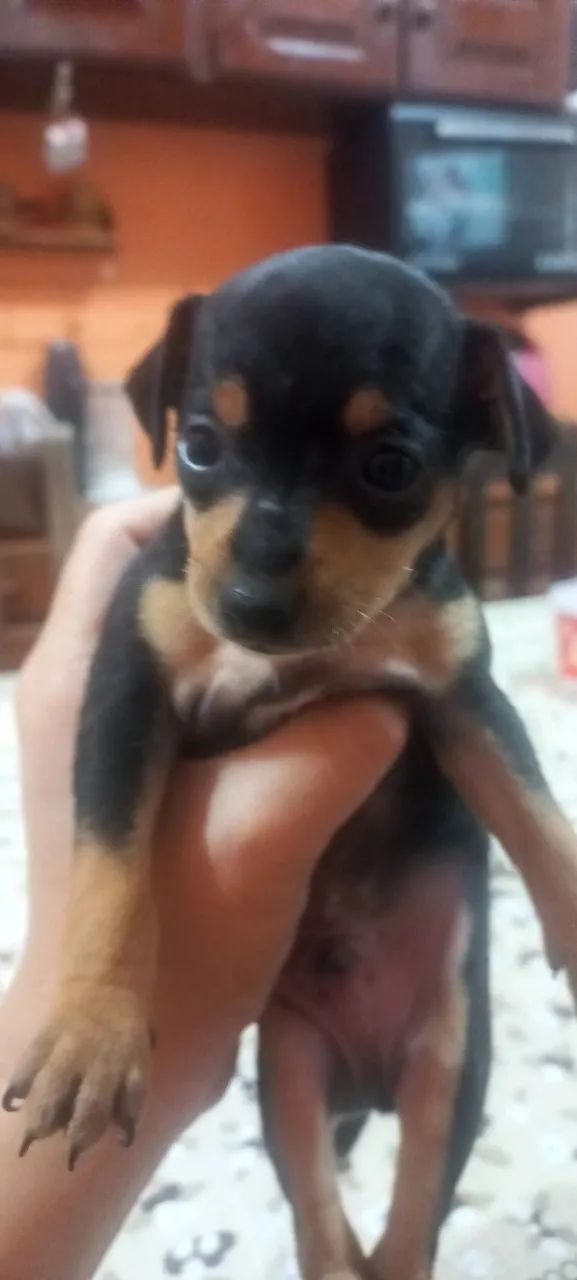 Pinscher  - Foto 2