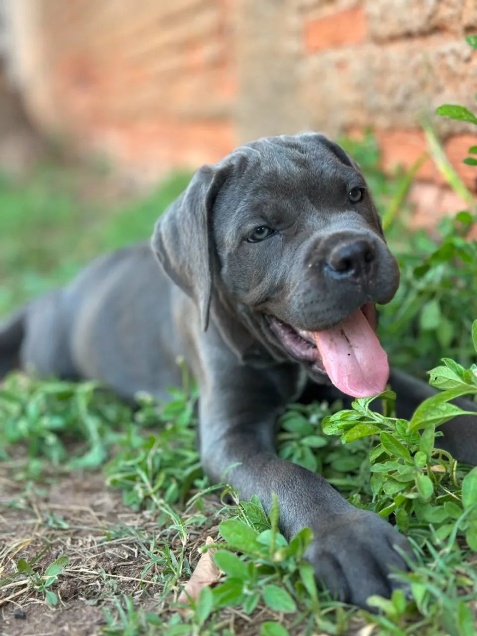 Filhotes de Cane Corso  - Foto 4