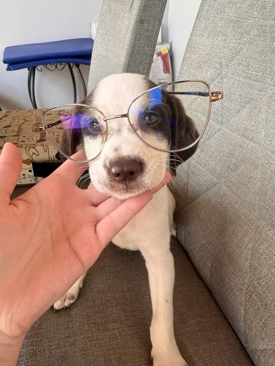 ADOÇÃO RESPONSÁVEL  - Foto 3