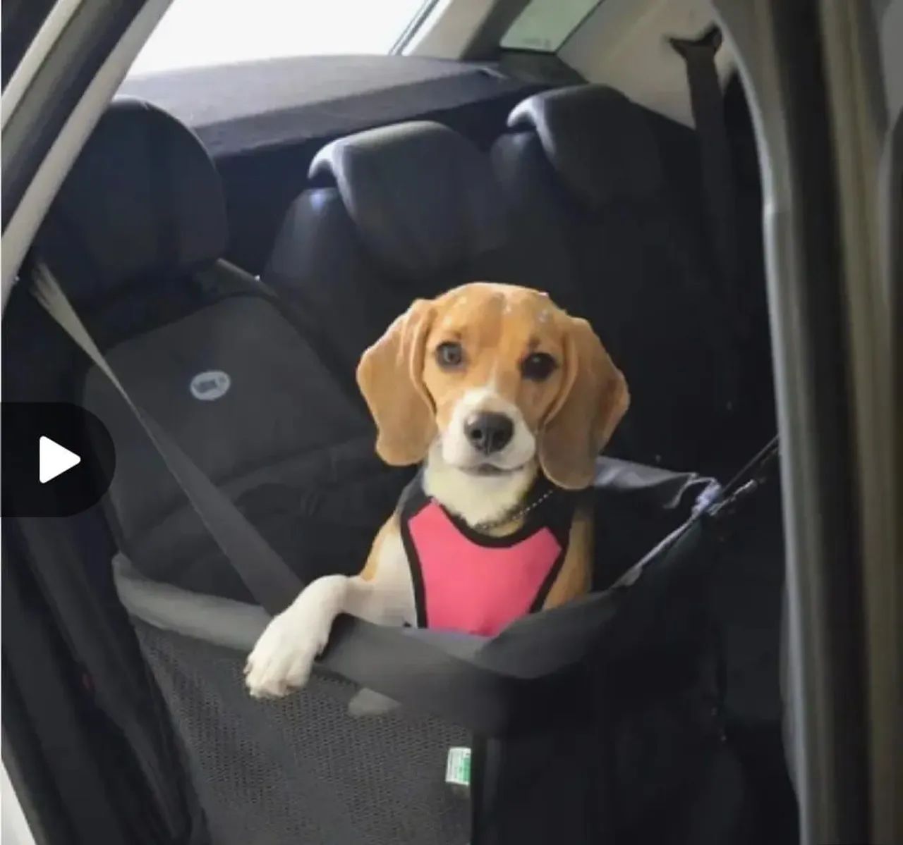 Cadeira de transporte pet - Foto 2