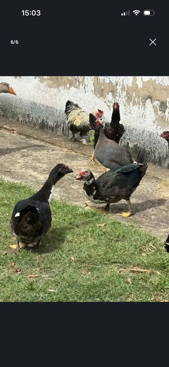 Patos  - Foto 2