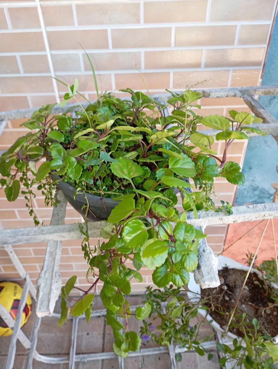 Sementes e plantas  - Foto 4