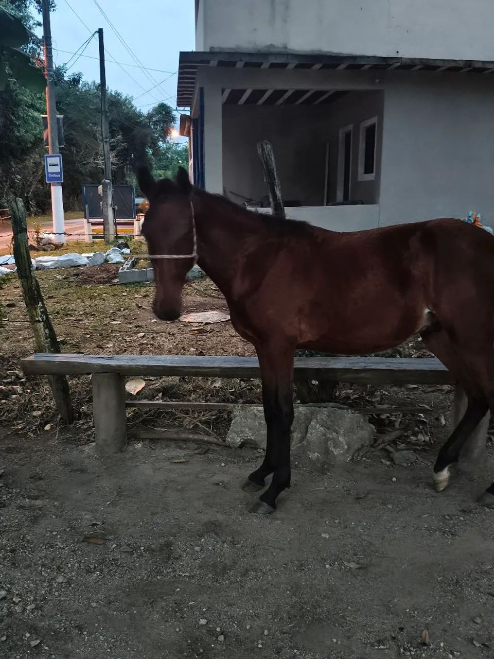 Cavalo ( potro) - Foto 5