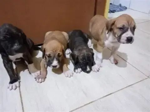 boxer x labrador  - Foto 2