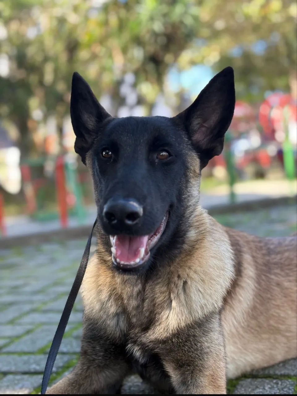 Filhote Pastor Belga Malinois - Foto 5