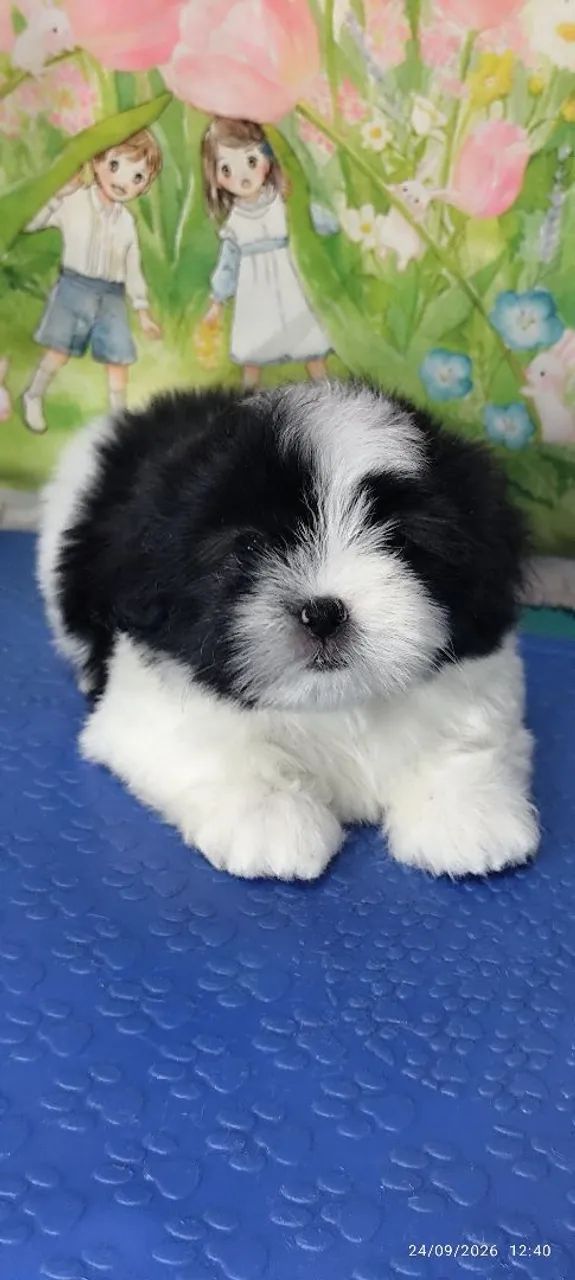 Lhasa apso macho com pedigree  - Foto 3