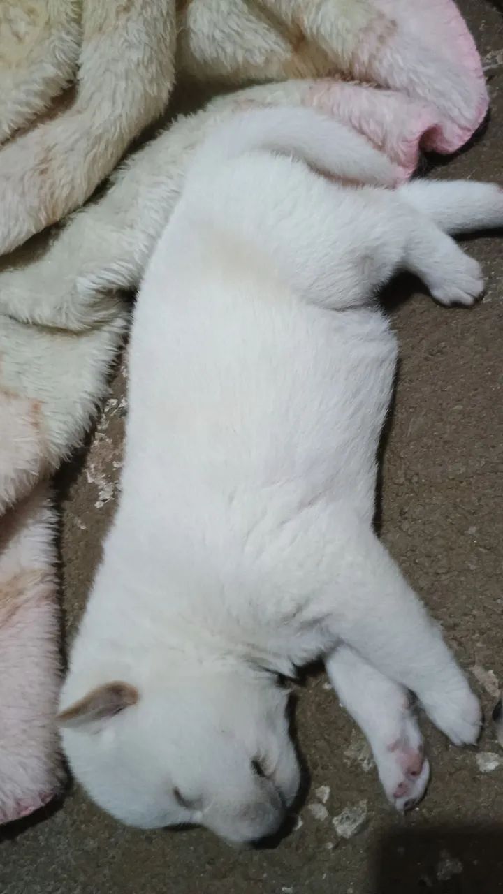 Husky siberiano - Foto 3