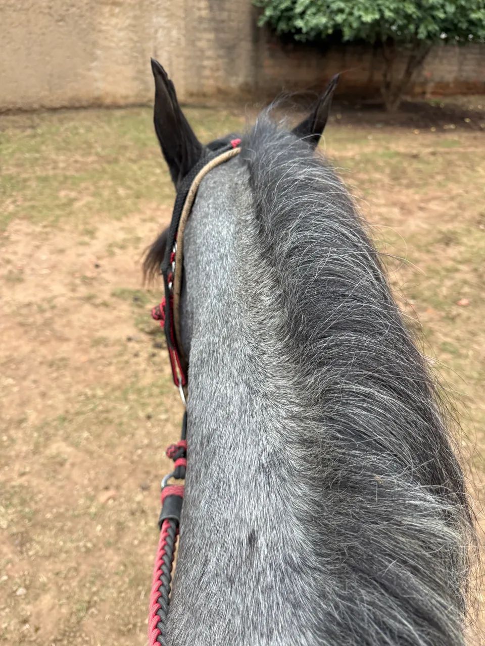 Potra marcha picada - Foto 3