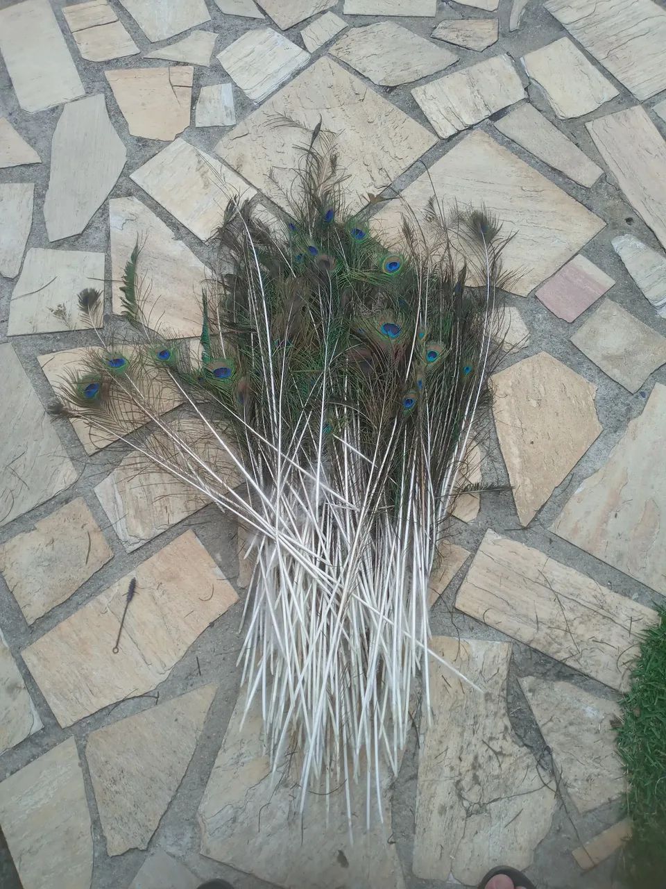Penas de pavões  - Foto 5