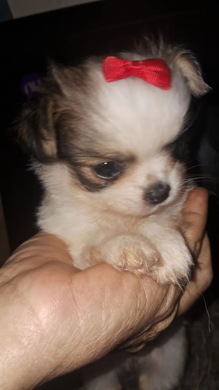 Menininha mini  - Foto 4