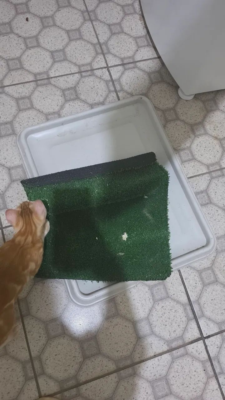 Banheiro sanitário canino com grama sintética - Foto 2