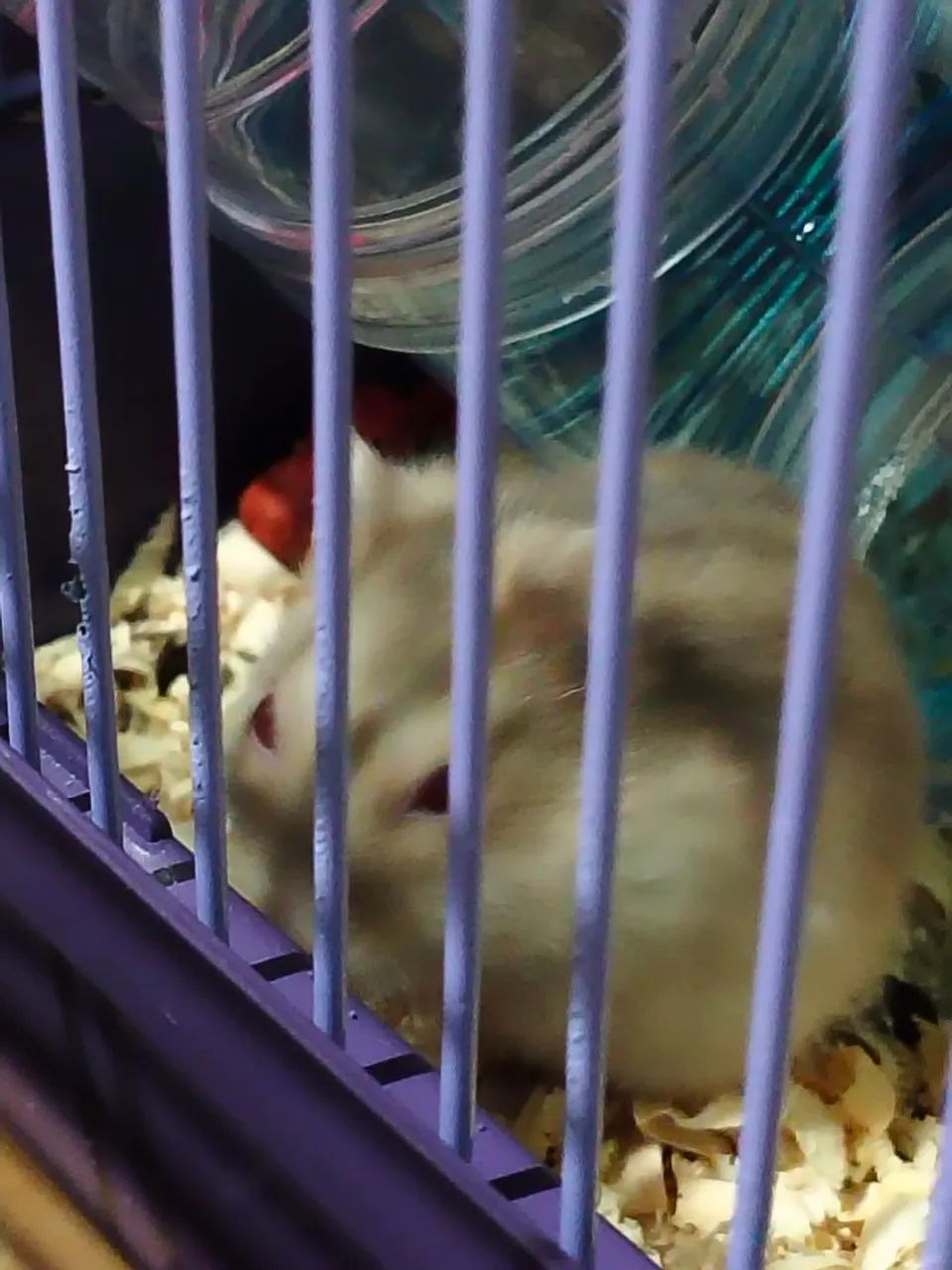 Hamster  - Foto 2