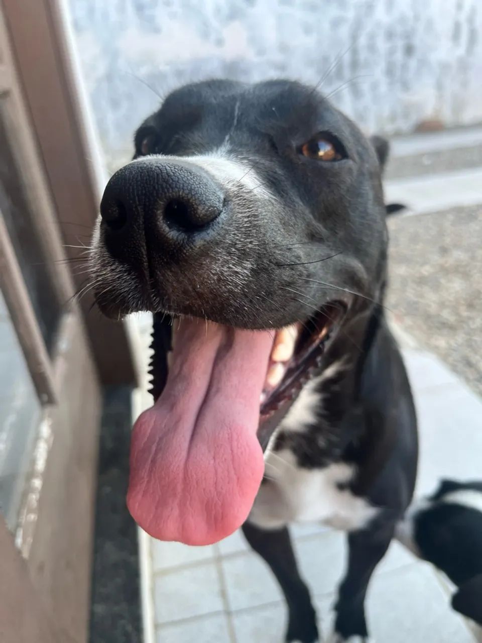 Doação responsável  - Foto 4