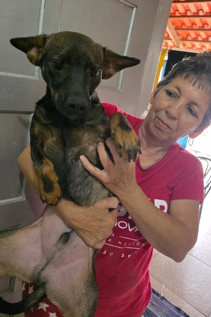 adoção de filhote macho  - Foto 2