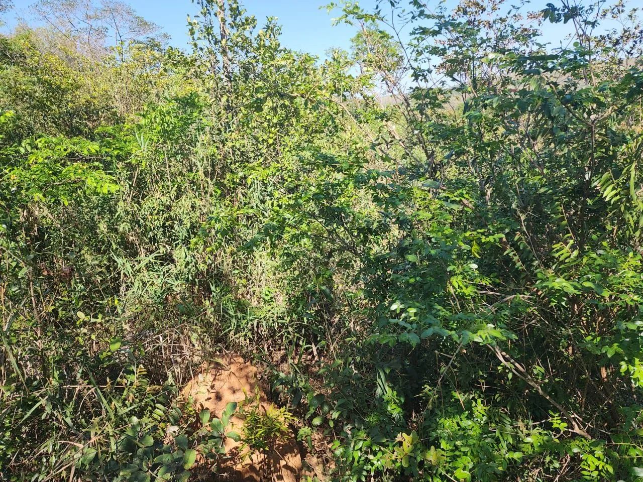 Magnífico terreno em jaboticatubas mg  - Foto 3