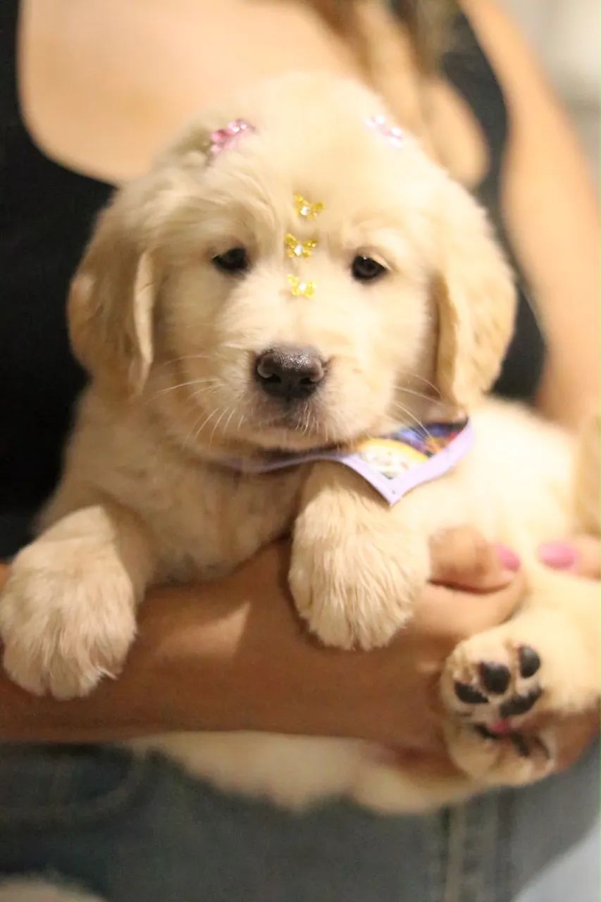 GOLDEN RETRIEVER PARCELAMOS  - Foto 5