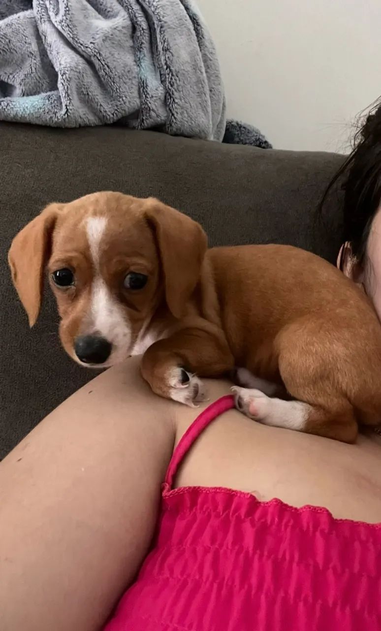 Dachshund - Foto 2