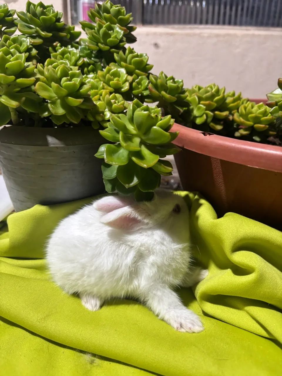 Coelho - Foto 4