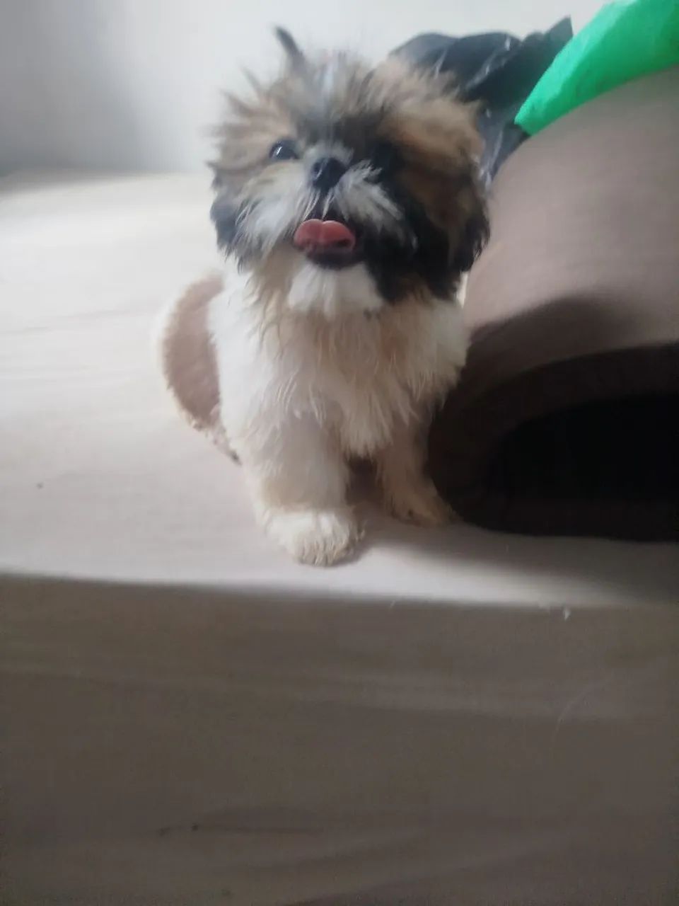 Cachorro da raça shih  - Foto 4