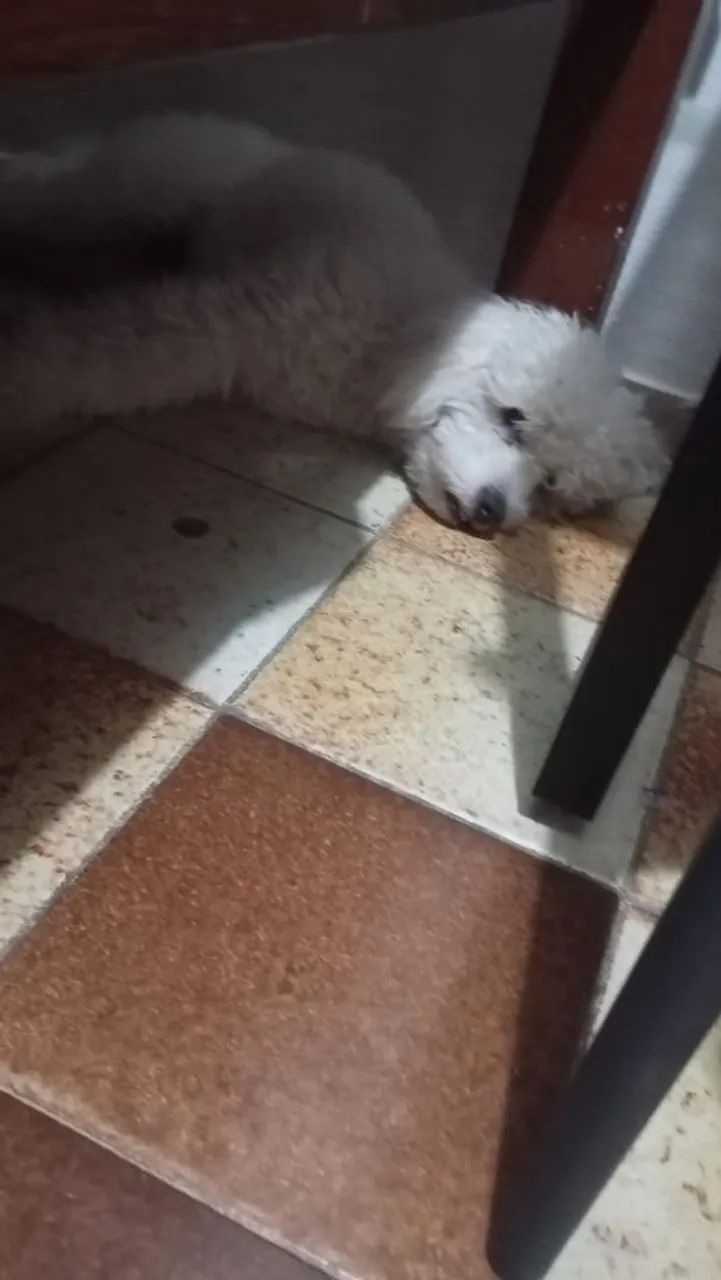 Poodle Macho (Todos os Acessórios) - Foto 3