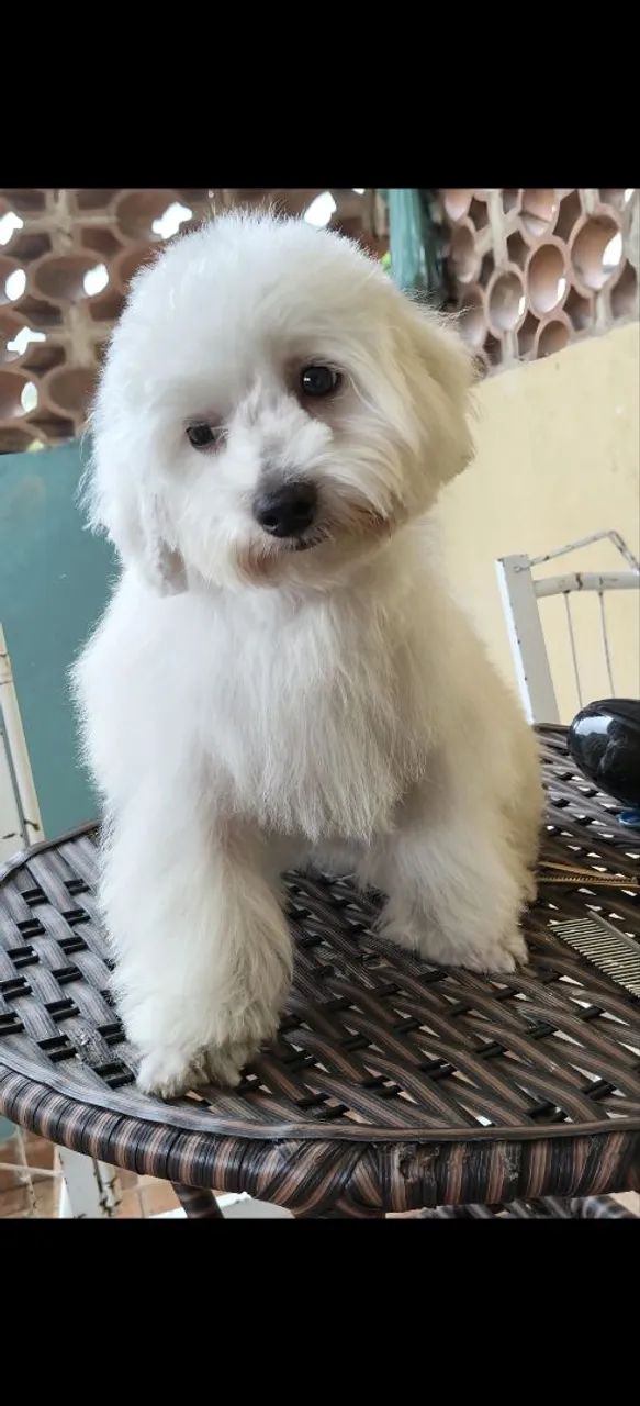 Poodle macho 