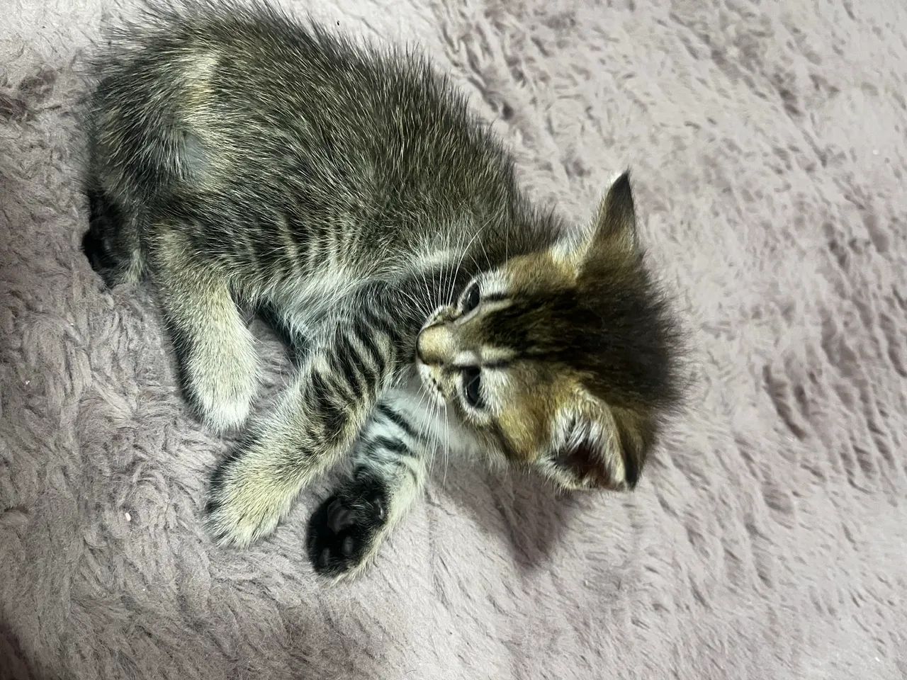 Doação de gato  - Foto 4