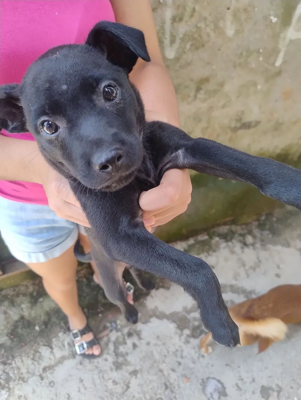 Fofuras para adoação  - Foto 3