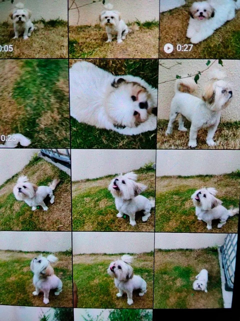 Shitzu 