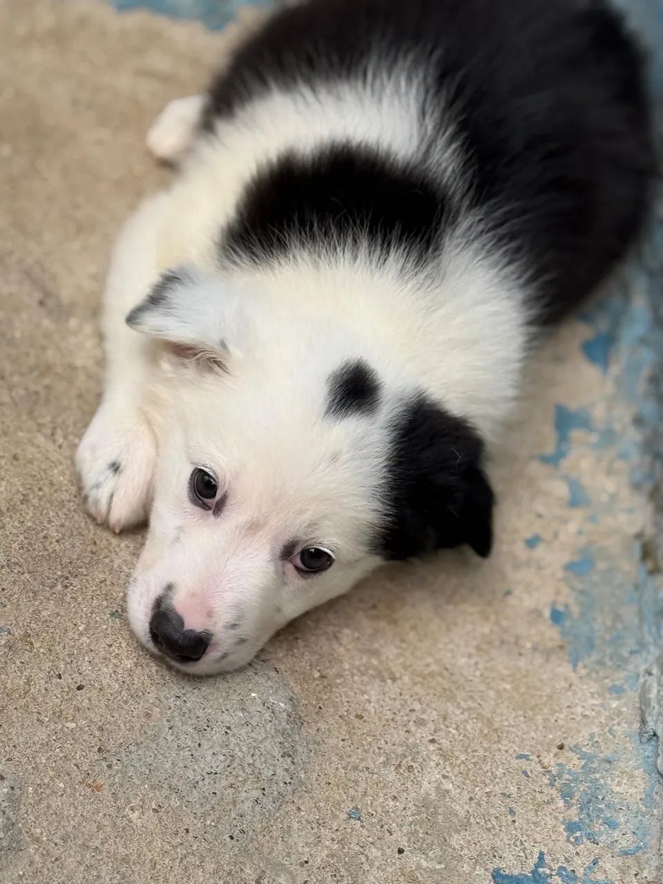 Border Collie @canilcfdog - Foto 5
