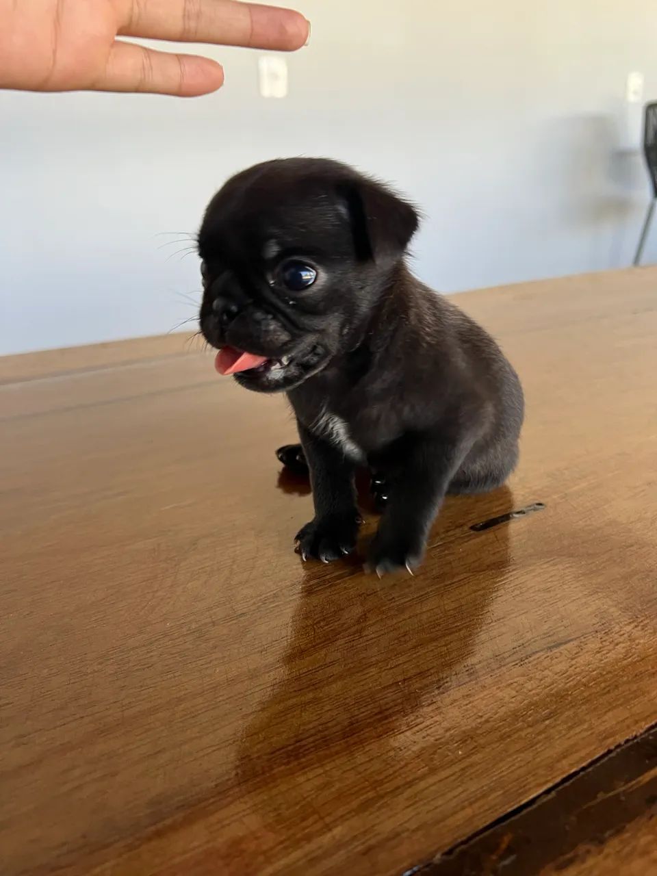 Filhote de PUG  - Foto 4