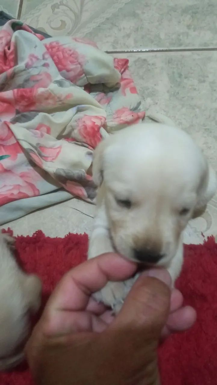 Filhote de labrador  - Foto 2