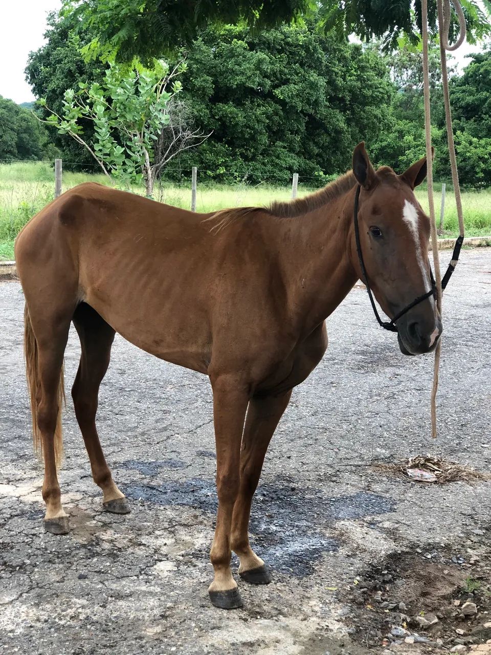 POTRA DE MARCHA PICADA - Foto 3