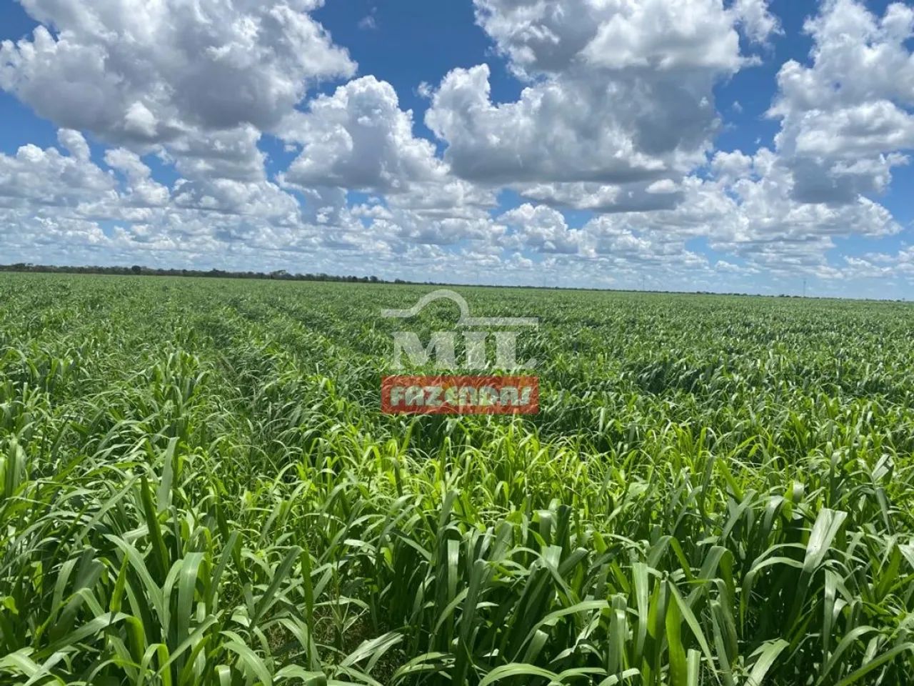 Fazenda Barata com Lavoura em Mambaí-GO. - Foto 3