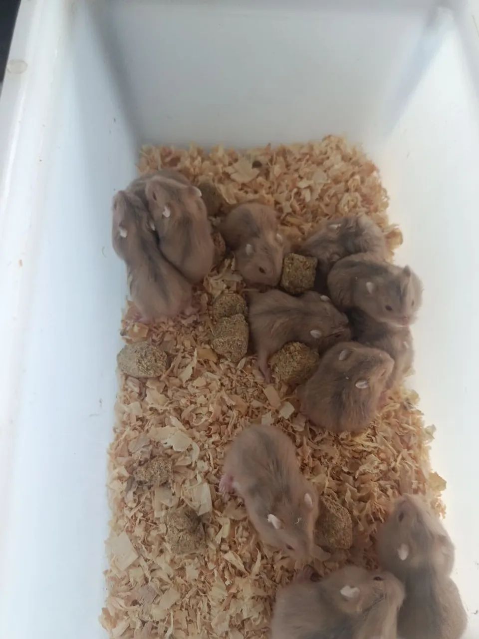 Hamster - Foto 3
