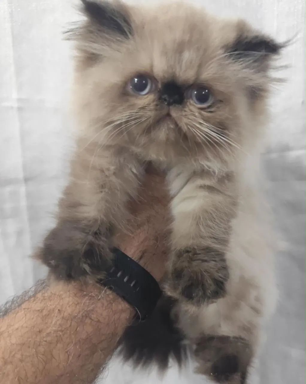 Gato persa  - Foto 3