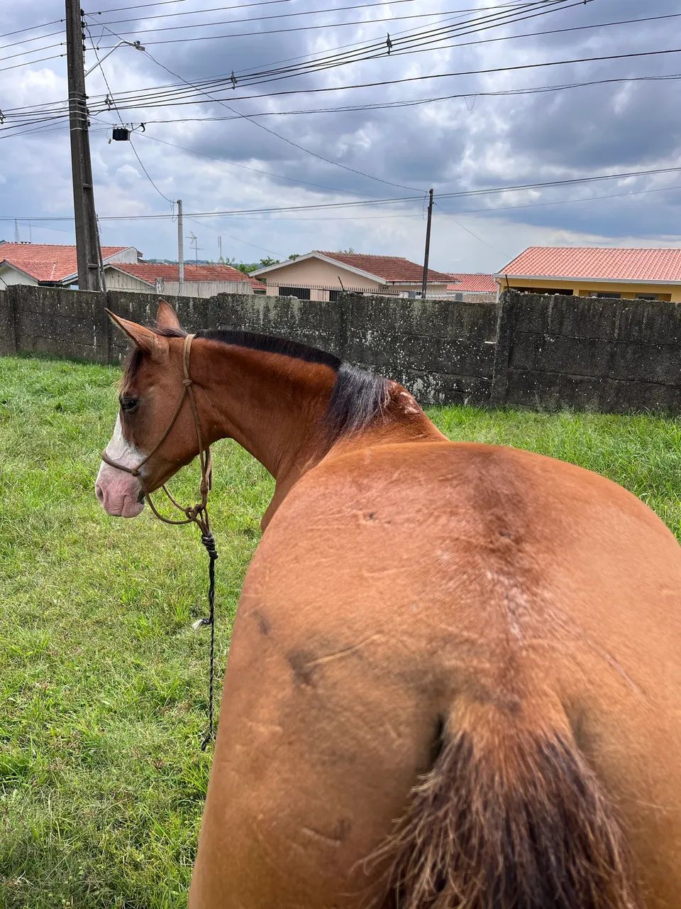 Égua crioula  - Foto 4